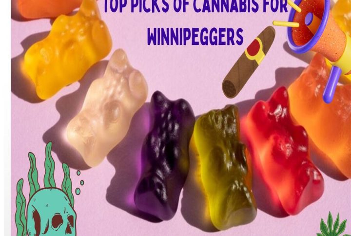 Taste the High: Top Picks of Cannabis for Winnipeggers to Try in 2025