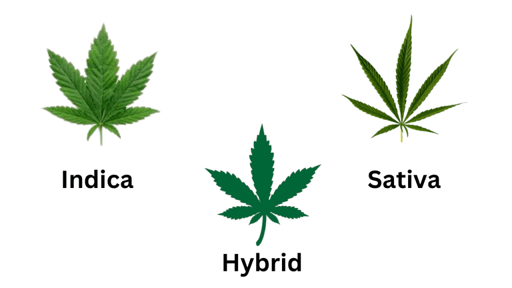 Know the Types of Strains