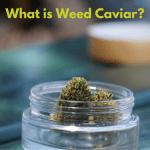 Everything You Need to Know About Weed Caviar: A Complete Guide