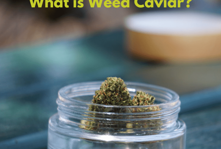 Everything You Need to Know About Weed Caviar: A Complete Guide