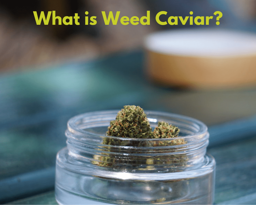 Everything You Need to Know About Weed Caviar: A Complete Guide